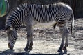 Male GrevyÃ¢â¬â¢s Zebra Royalty Free Stock Photo